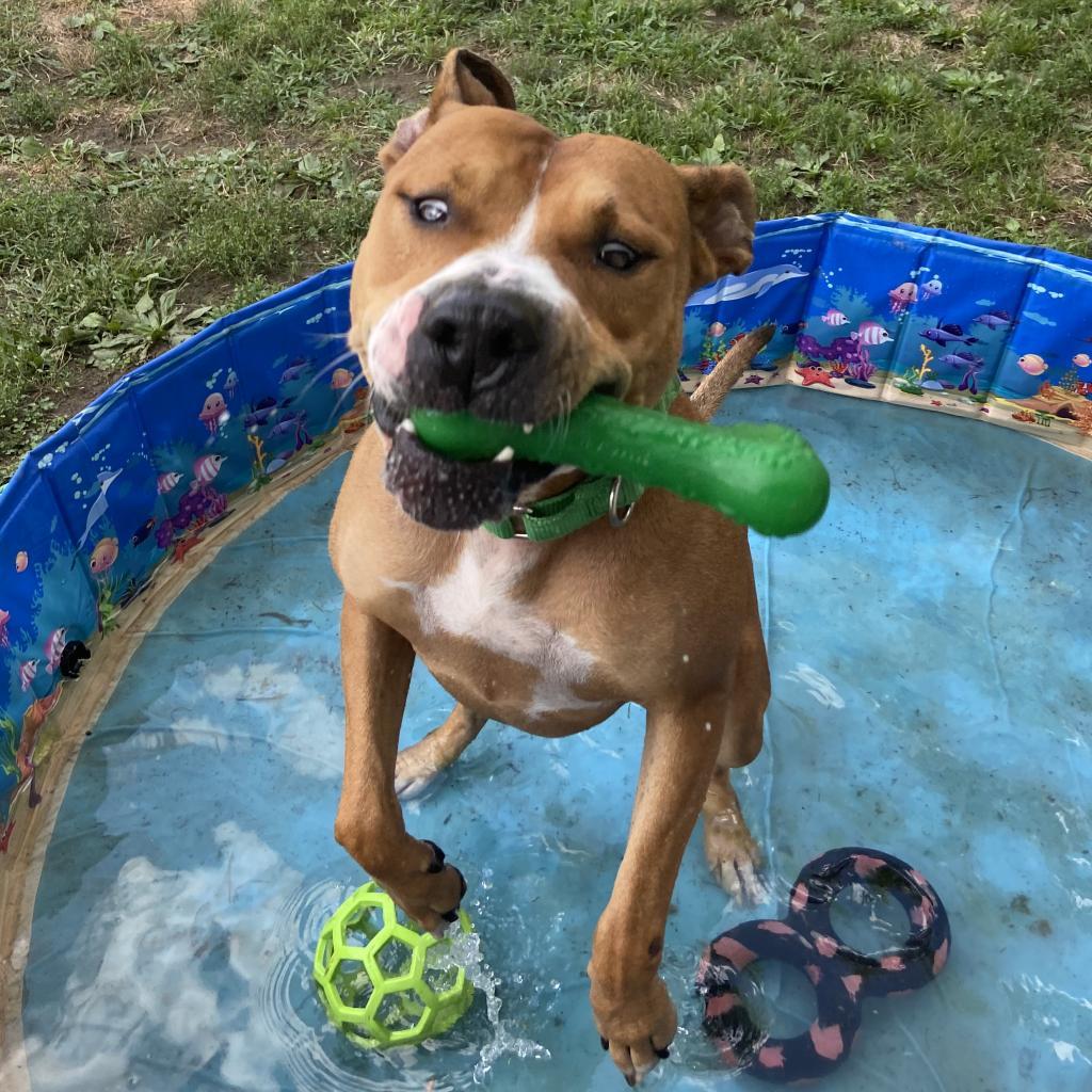 Hercules, an adoptable Pit Bull Terrier in Spring Hill, KS, 66083 | Photo Image 6