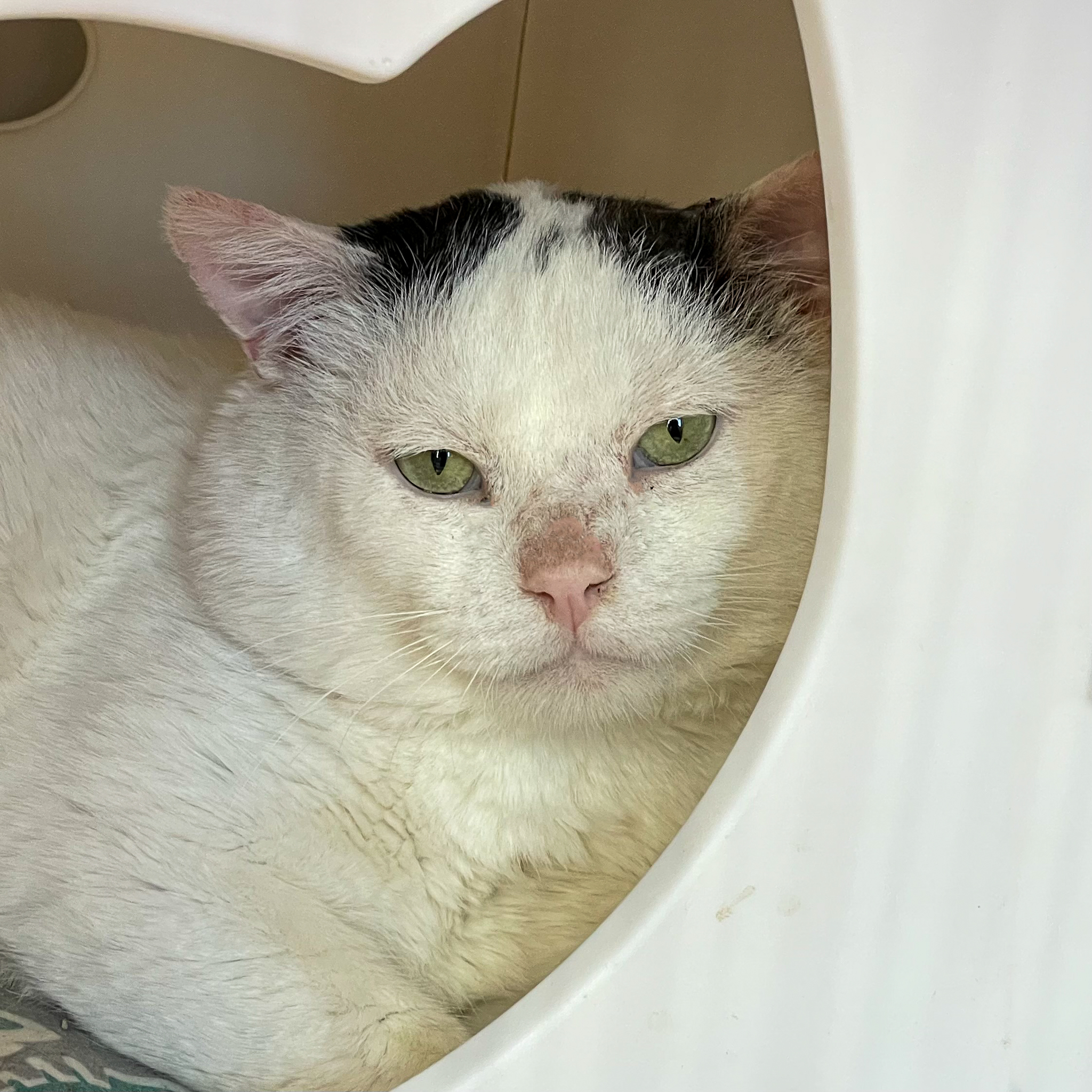 Blanco [Permanent Foster], an adoptable Domestic Short Hair, Turkish Van in Santa Fe, NM, 87501 | Photo Image 1