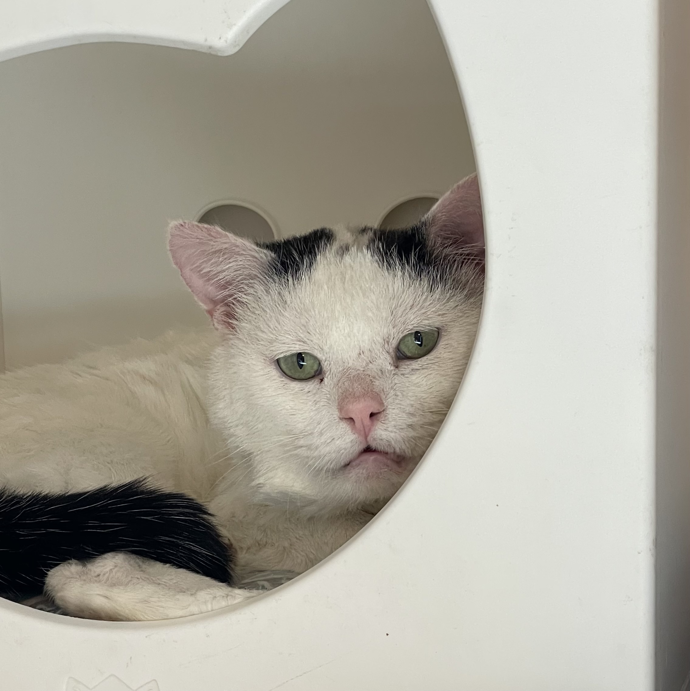 Blanco [Permanent Foster], an adoptable Domestic Short Hair, Turkish Van in Santa Fe, NM, 87501 | Photo Image 2