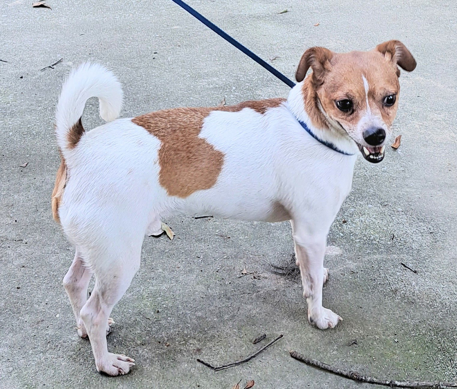 Fez, an adoptable Rat Terrier in Baileyton, AL, 35019 | Photo Image 1