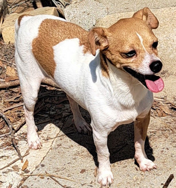 Fez, an adoptable Rat Terrier in Baileyton, AL, 35019 | Photo Image 2