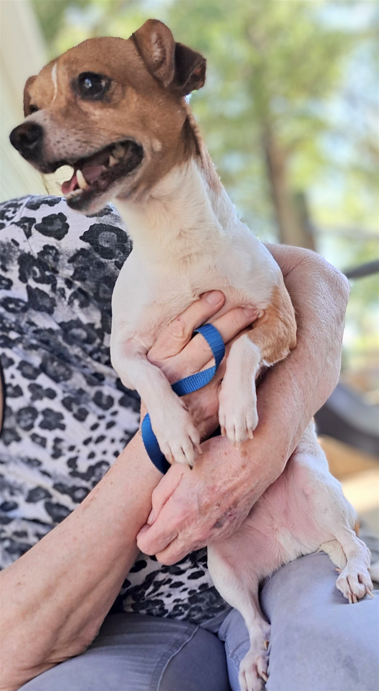 Fez, an adoptable Rat Terrier in Baileyton, AL, 35019 | Photo Image 3