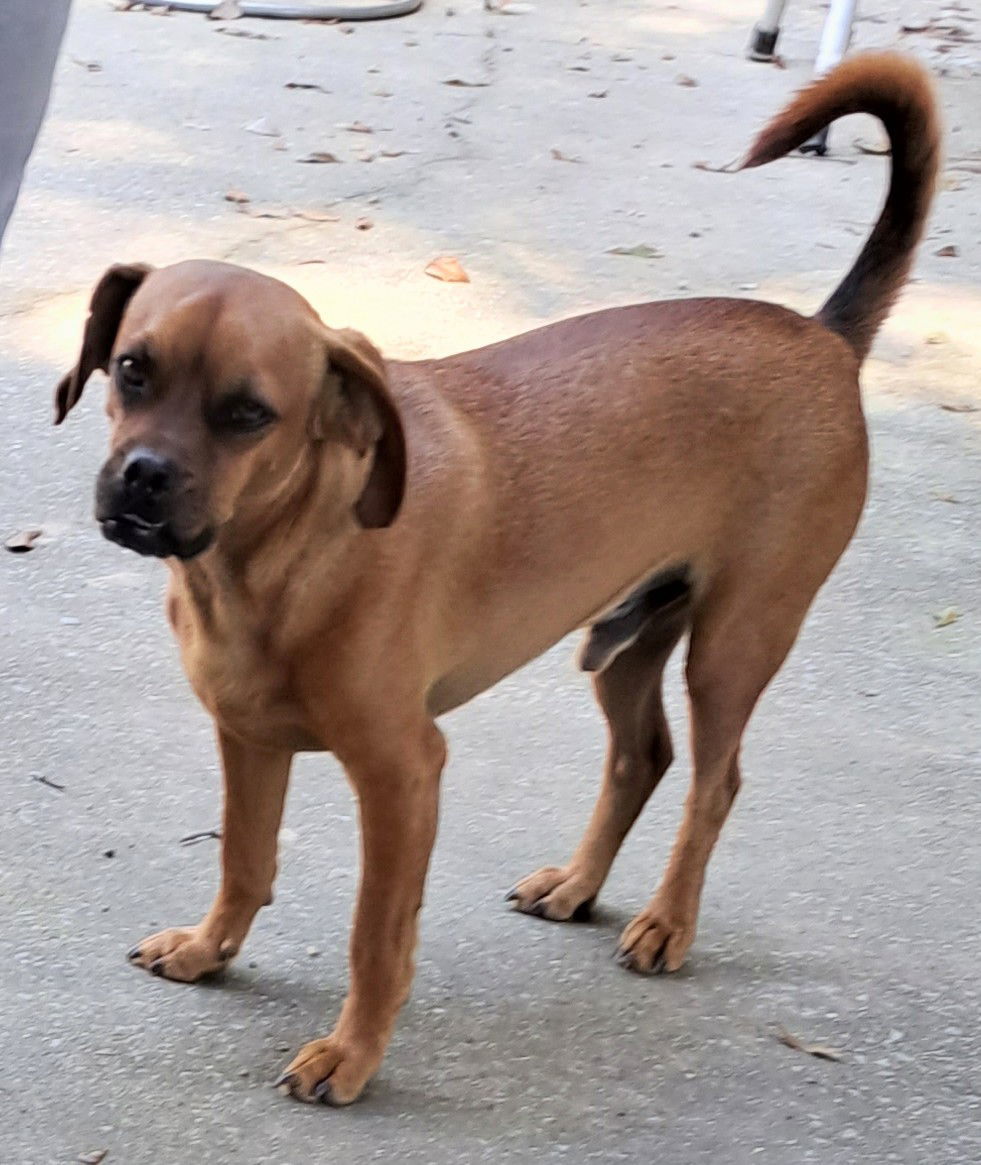 Henry, an adoptable Pug, Dachshund in Baileyton, AL, 35019 | Photo Image 1