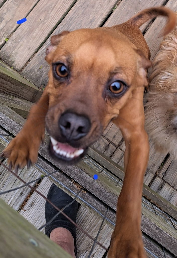 Henry, an adoptable Pug, Dachshund in Baileyton, AL, 35019 | Photo Image 2