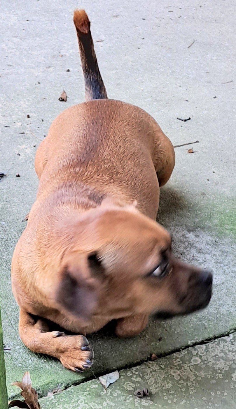 Henry, an adoptable Pug, Dachshund in Baileyton, AL, 35019 | Photo Image 3
