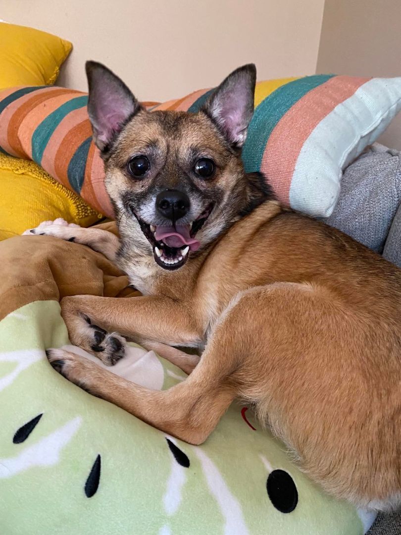 Mandy, an adoptable Chihuahua in sun prairie, WI, 53590 | Photo Image 1