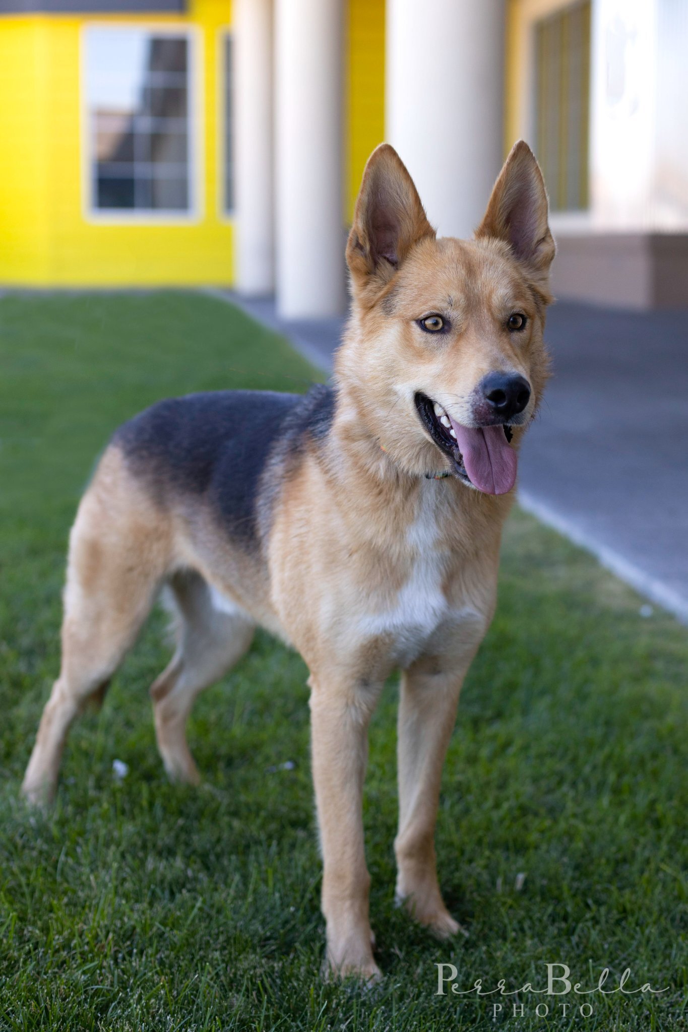 Koty, an adoptable German Shepherd Dog in Kennewick, WA, 99336 | Photo Image 1