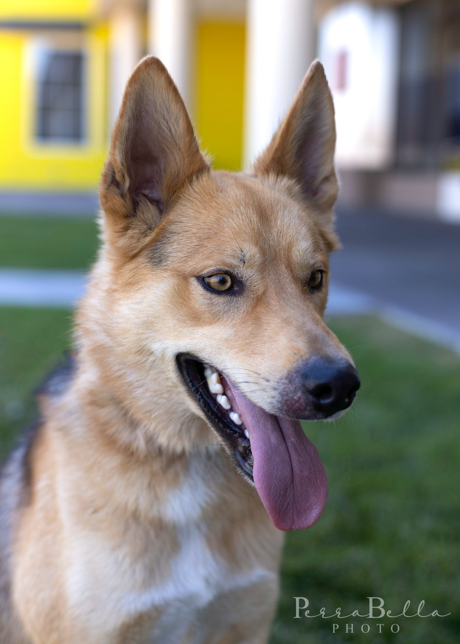 Koty, an adoptable German Shepherd Dog in Kennewick, WA, 99336 | Photo Image 2