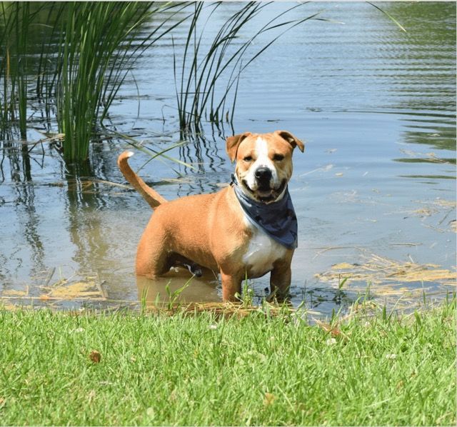 Tinsel, an adoptable Boxer & Shar-Pei Mix in Lake Odessa, MI_image-2