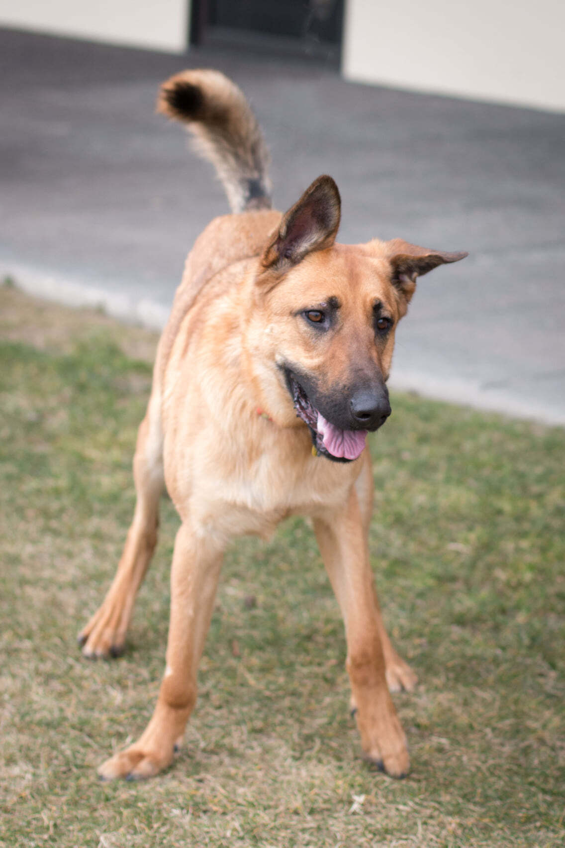 Chase-foster needed, an adoptable German Shepherd Dog in West Richland, WA, 99353 | Photo Image 1