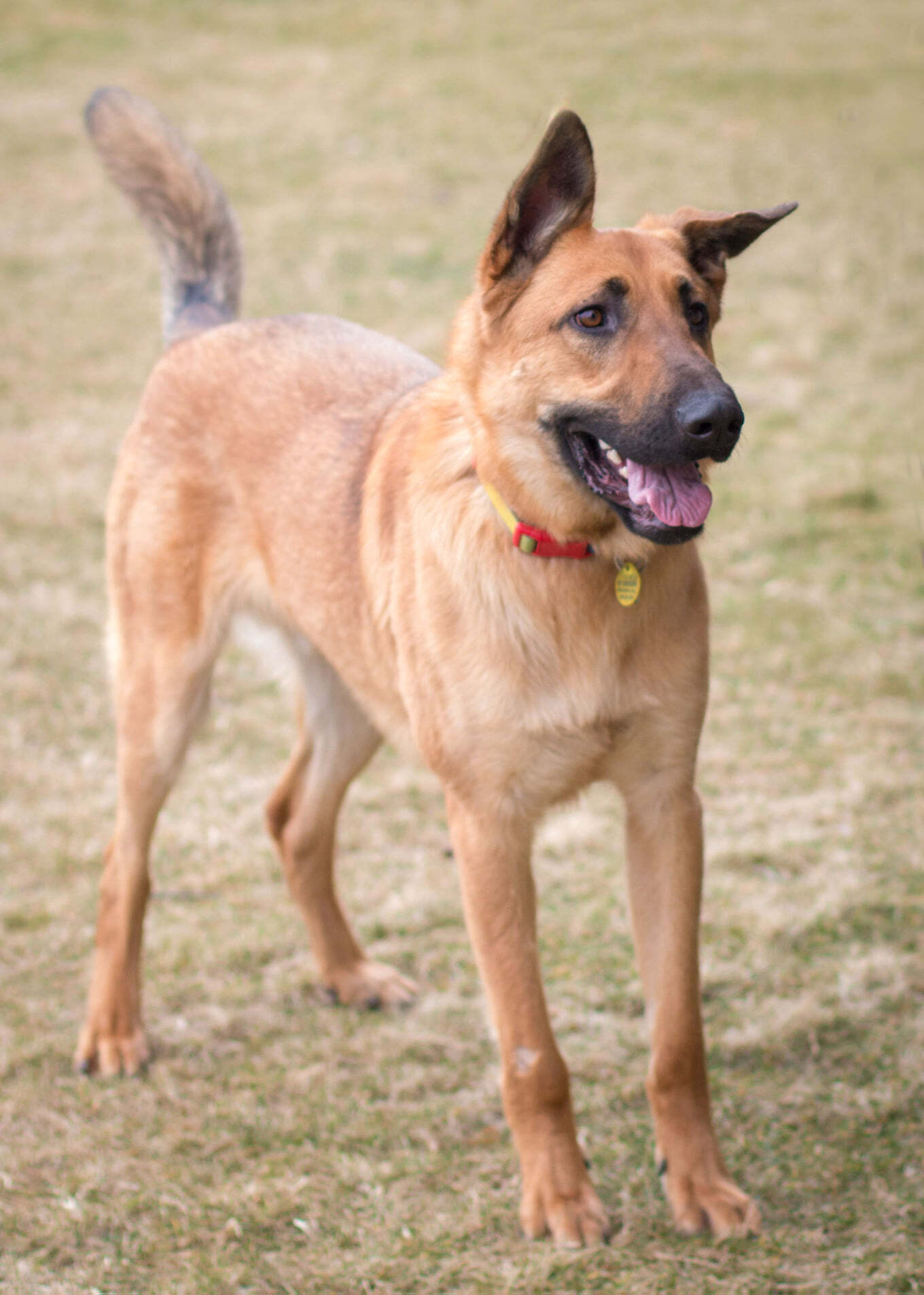 Chase-foster needed, an adoptable German Shepherd Dog in West Richland, WA, 99353 | Photo Image 2