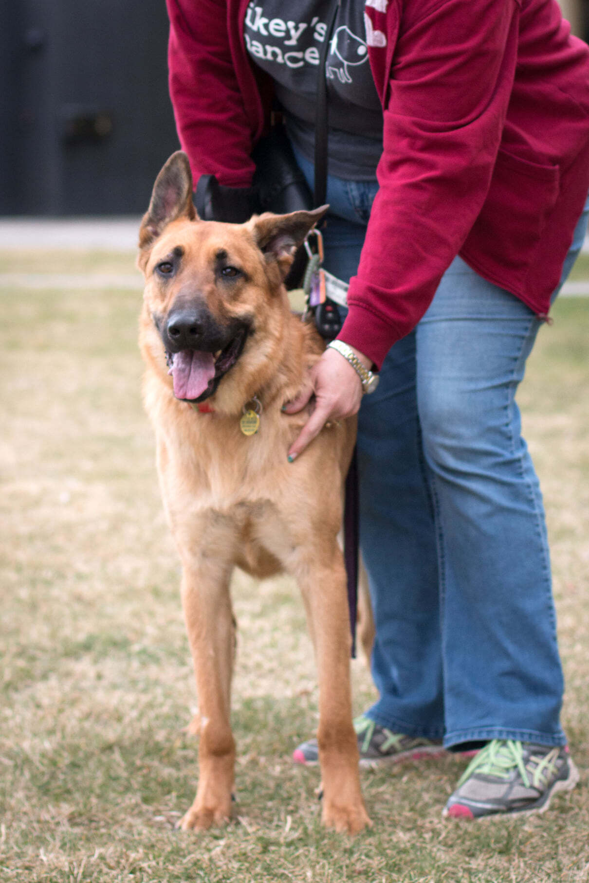 Chase-foster needed, an adoptable German Shepherd Dog in West Richland, WA, 99353 | Photo Image 3