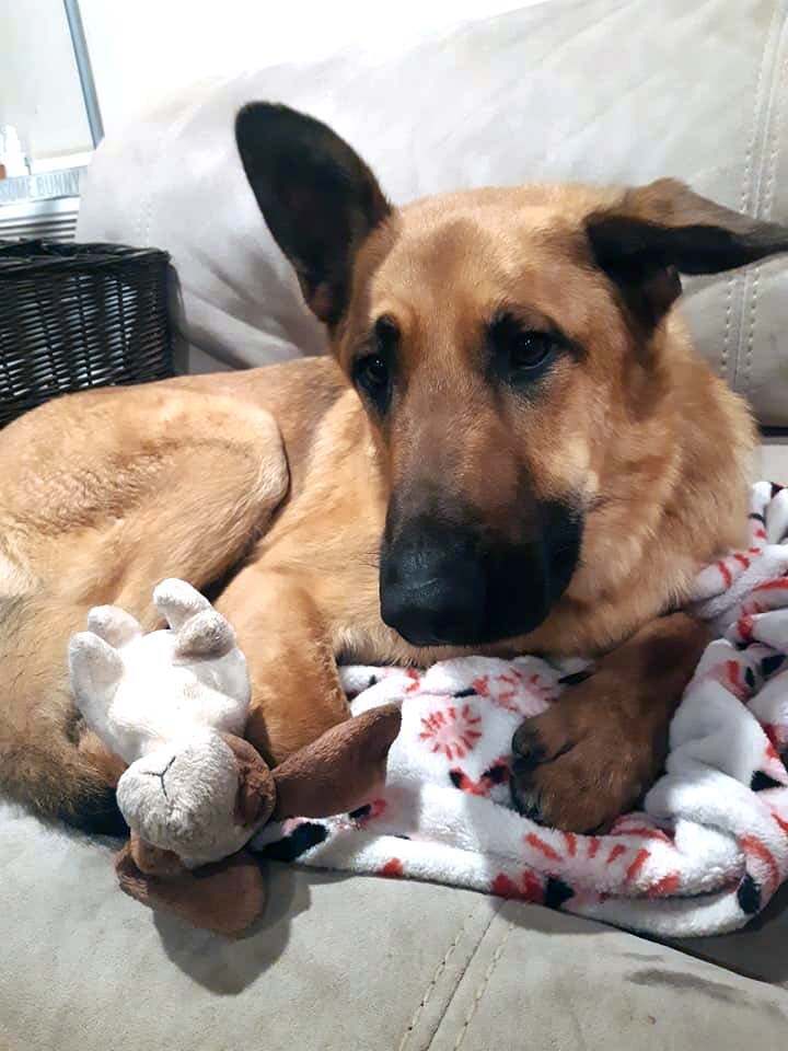 Chase-foster needed, an adoptable German Shepherd Dog in West Richland, WA, 99353 | Photo Image 4