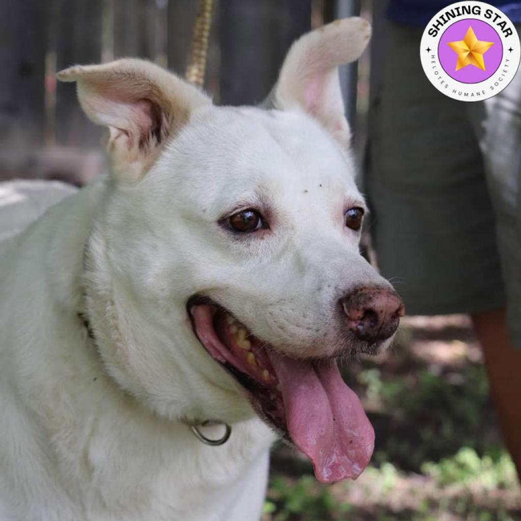 Shelby, an adoptable Retriever, Mixed Breed in San Antonio, TX, 78253 | Photo Image 1