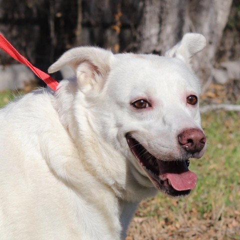 Shelby, an adoptable Retriever, Mixed Breed in San Antonio, TX, 78253 | Photo Image 2