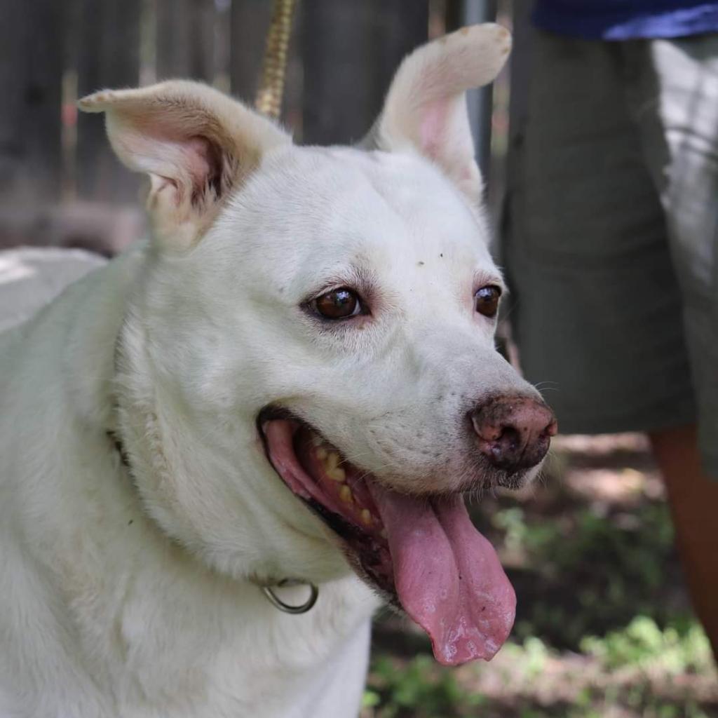 Shelby, an adoptable Retriever, Mixed Breed in San Antonio, TX, 78253 | Photo Image 2