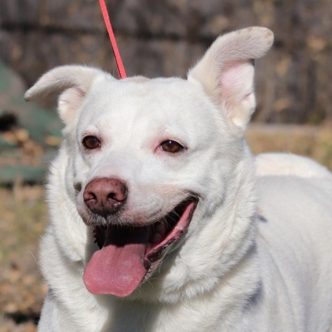 Shelby, an adoptable Retriever, Mixed Breed in San Antonio, TX, 78253 | Photo Image 3