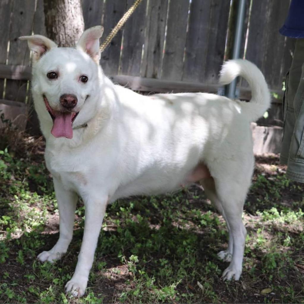 Shelby, an adoptable Retriever, Mixed Breed in San Antonio, TX, 78253 | Photo Image 3