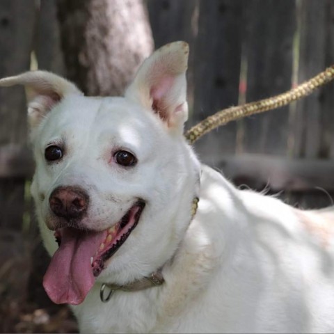 Shelby, an adoptable Retriever, Mixed Breed in San Antonio, TX, 78253 | Photo Image 4