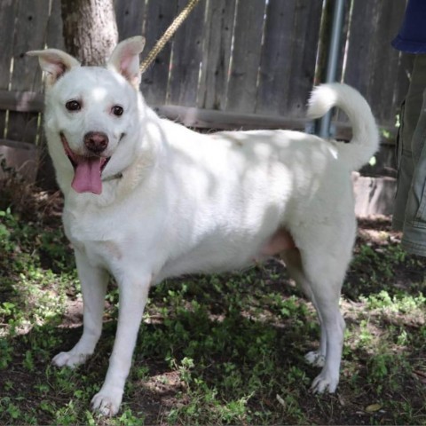 Shelby, an adoptable Retriever, Mixed Breed in San Antonio, TX, 78253 | Photo Image 5