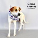 RAINE's profile on Petfinder.com