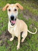 SLADE's profile on Petfinder.com