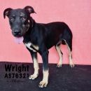 WRIGHT's profile on Petfinder.com