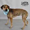 LOTTIE's profile on Petfinder.com