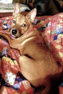 FLAPJACK's profile on Petfinder.com