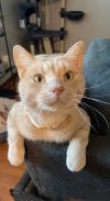 JJ - FIV+