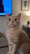 JJ - FIV+