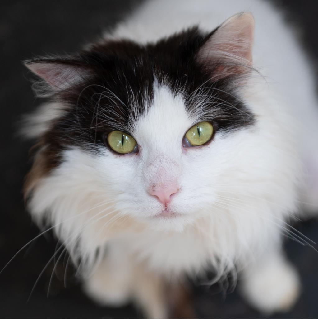 Precious, an adoptable Domestic Medium Hair in Kanab, UT, 84741 | Photo Image 1