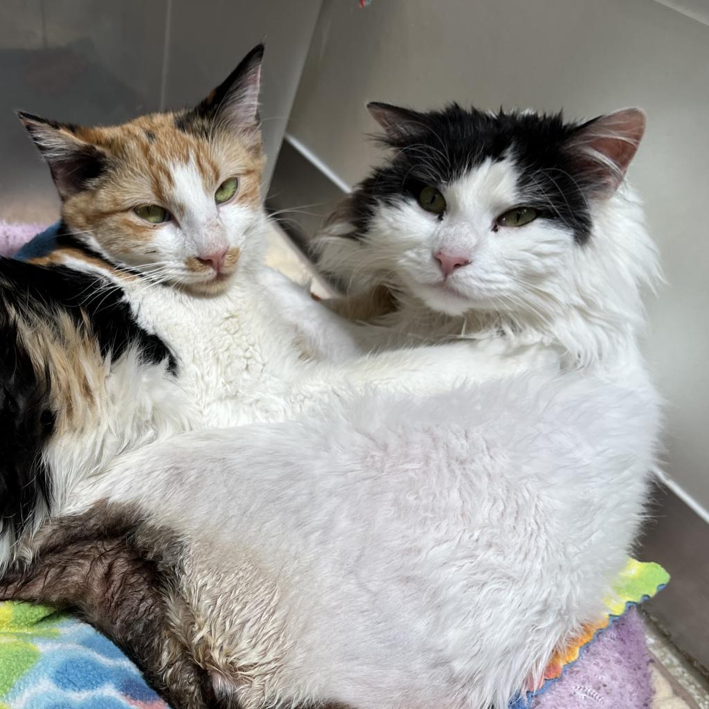 Precious, an adoptable Domestic Medium Hair in Kanab, UT, 84741 | Photo Image 3