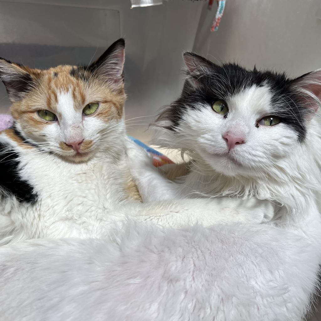 Precious, an adoptable Domestic Medium Hair in Kanab, UT, 84741 | Photo Image 4