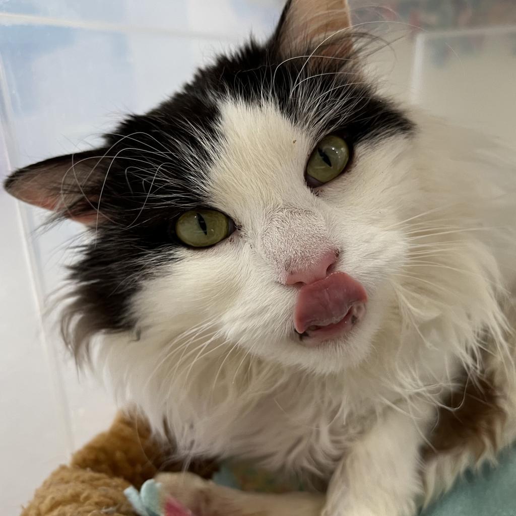 Precious, an adoptable Domestic Medium Hair in Kanab, UT, 84741 | Photo Image 5