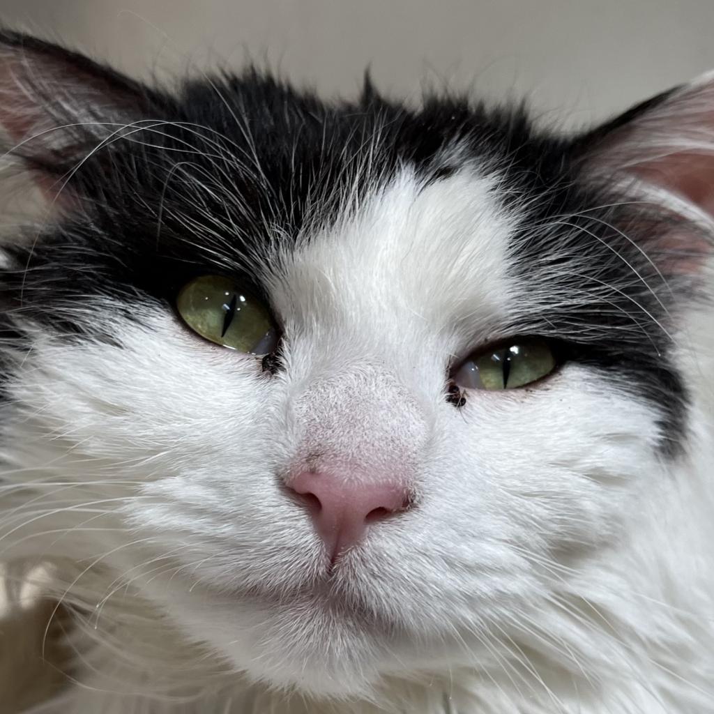 Precious, an adoptable Domestic Medium Hair in Kanab, UT, 84741 | Photo Image 6