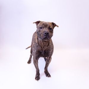 Primary Color Brindle Weight 42lbs Age 4yrs 3mths 3wks Animal has been Neuter