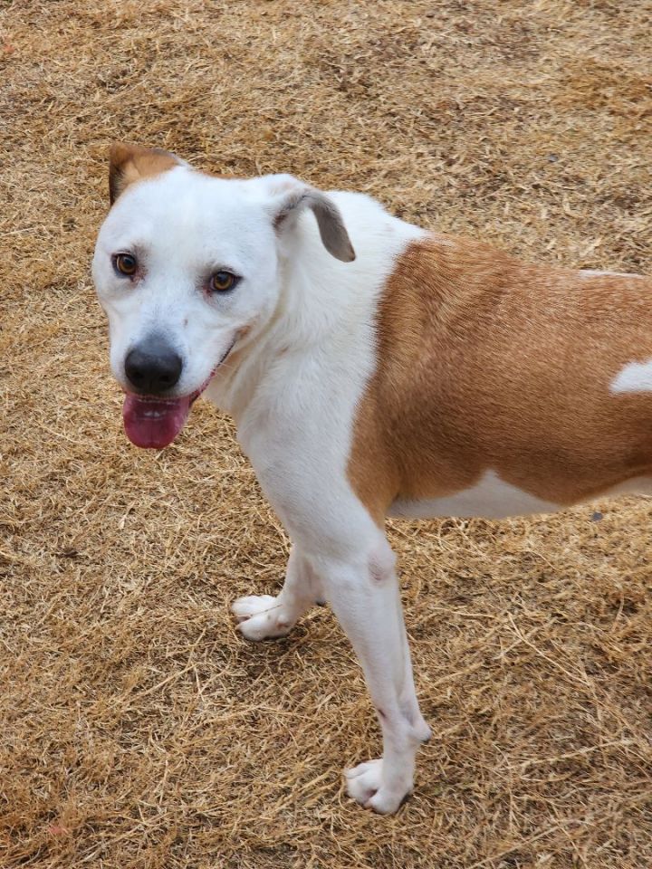 Brian, an adoptable Labrador Retriever in Allen, TX_image-1