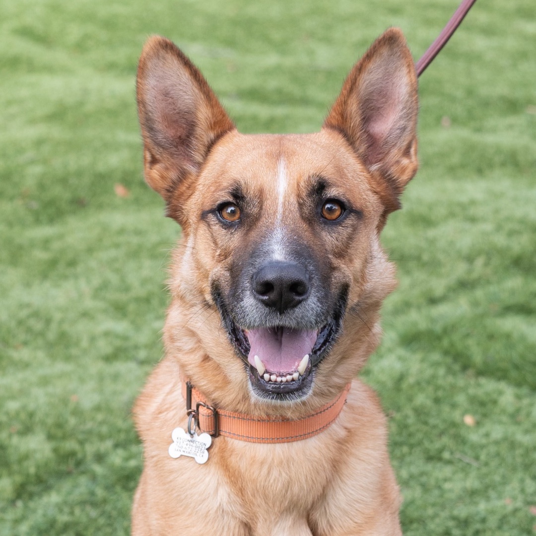 Malinois bicolor deals