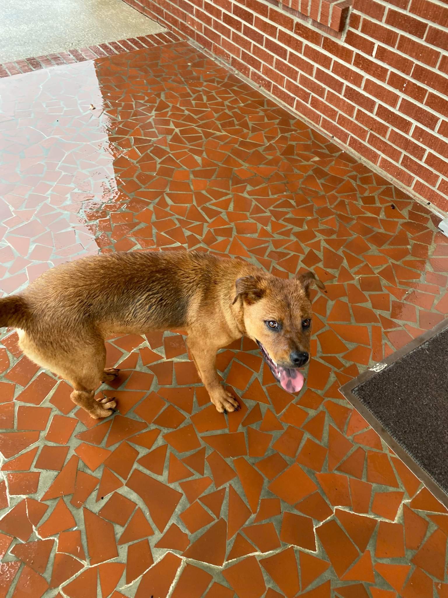 Bounce, an adoptable Australian Kelpie, Labrador Retriever in Orangeburg, SC, 29118 | Photo Image 1