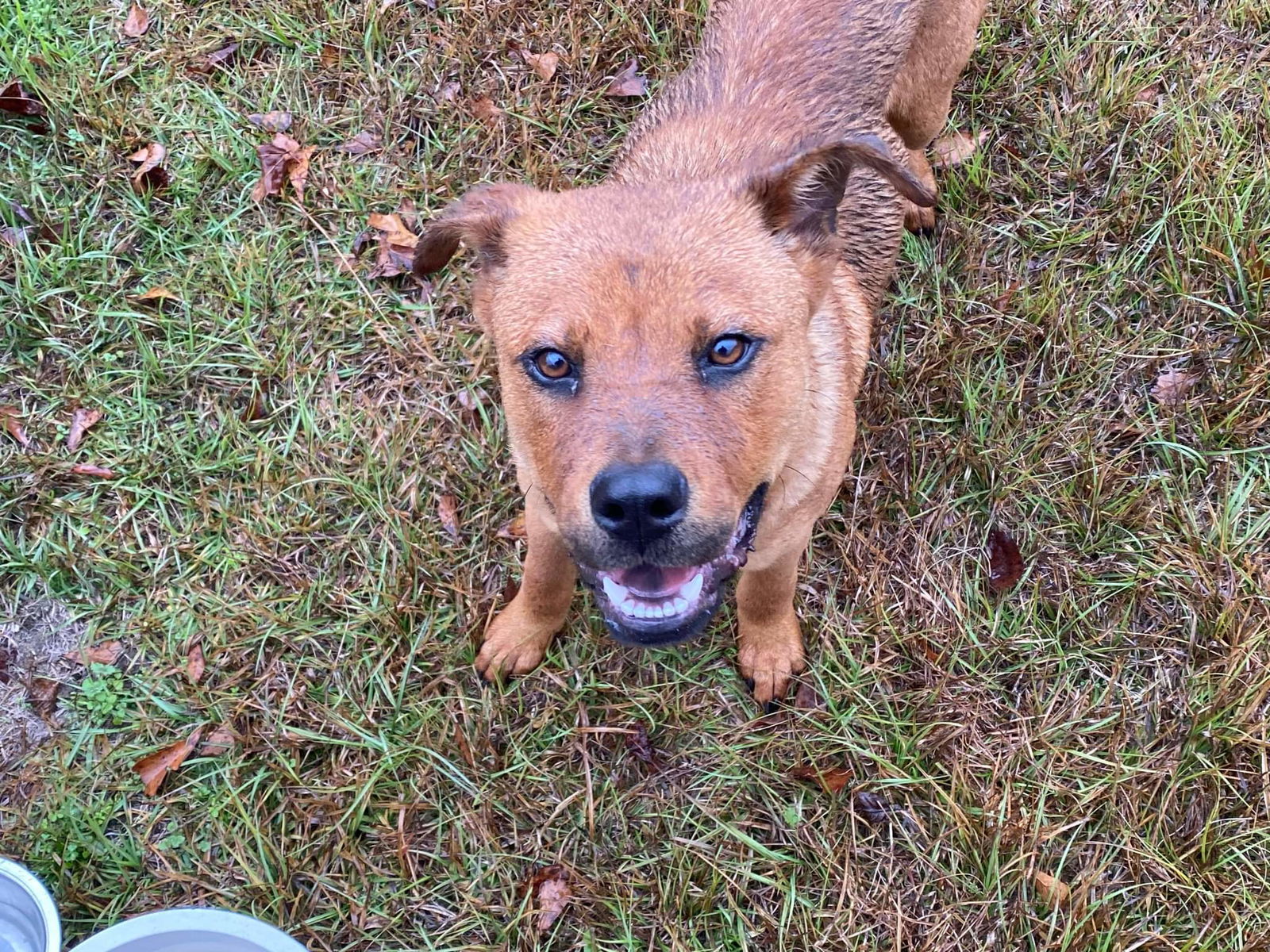 Bounce, an adoptable Australian Kelpie, Carolina Dog in Orangeburg, SC, 29118 | Photo Image 2