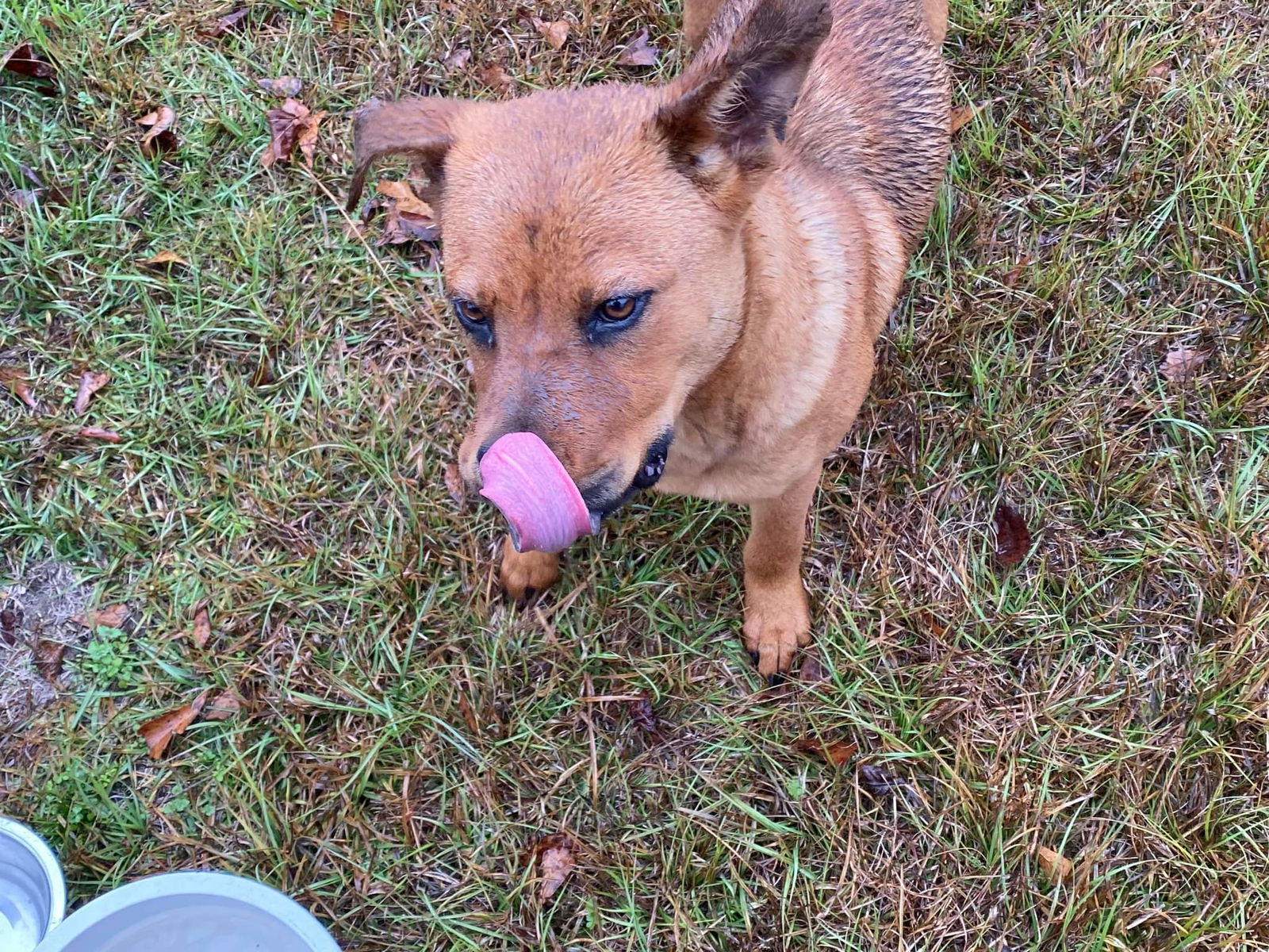 Bounce, an adoptable Australian Kelpie, Labrador Retriever in Orangeburg, SC, 29118 | Photo Image 3