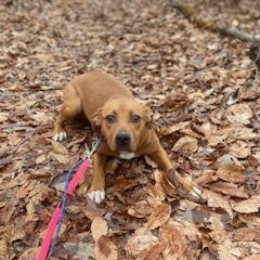 MonRoe, an adoptable Hound Mix in La Plata, MD_image-3