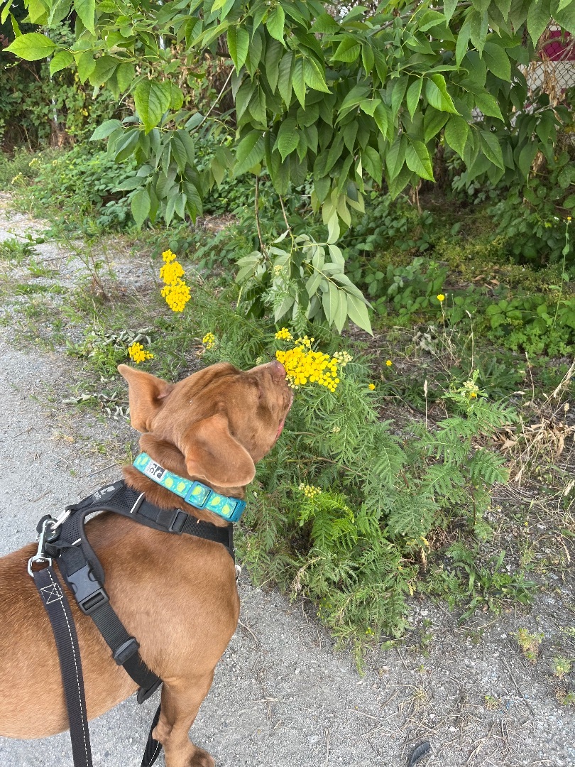 Wiggles, an adoptable Mixed Breed in New Westminster, BC, V3M 5K3 | Photo Image 4