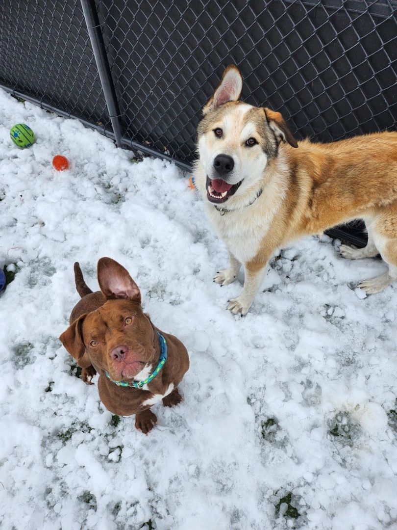 Wiggles, an adoptable Mixed Breed in New Westminster, BC, V3M 5K3 | Photo Image 5