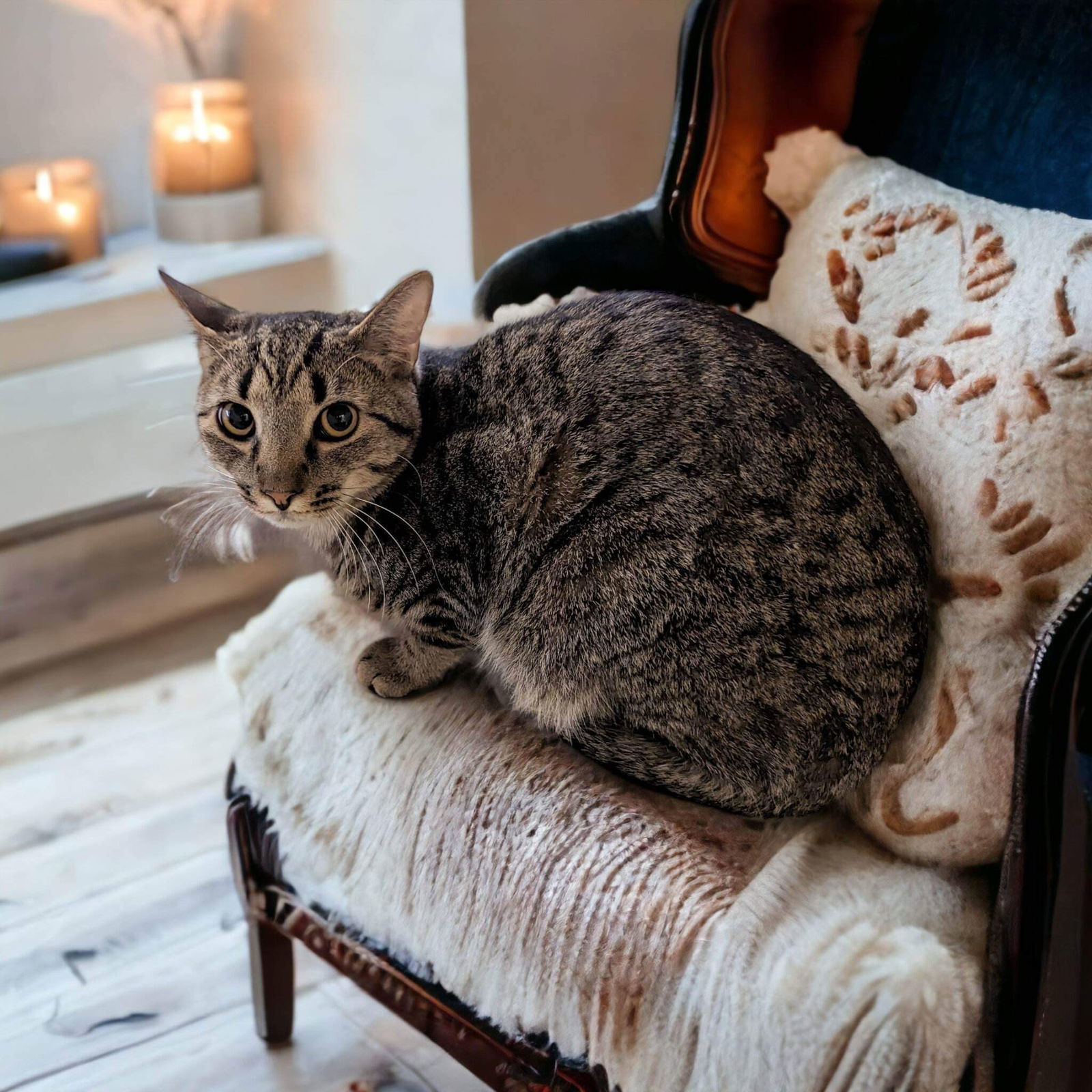 Ashe, an adoptable Domestic Short Hair in Camden, SC, 29021 | Photo Image 1