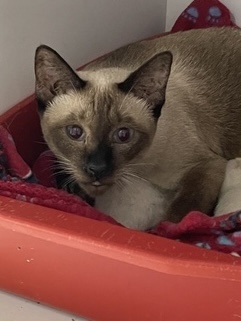 Bobbie, an adoptable Siamese in Bolivar, MO, 65613 | Photo Image 2