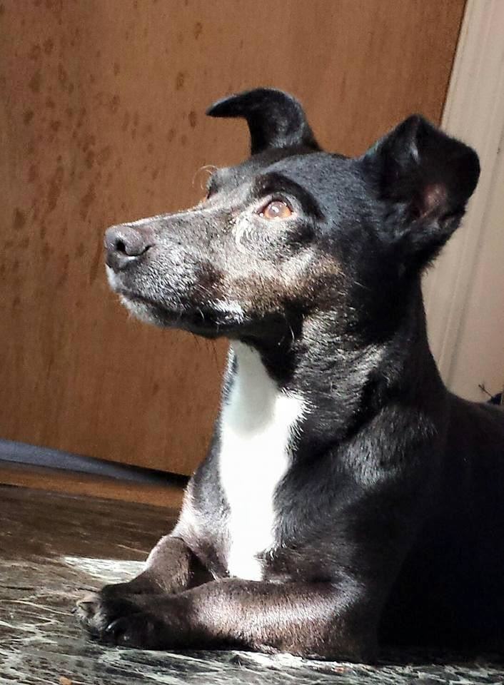 Dog for adoption Dice 1, a Miniature Pinscher & Jack Russell Terrier Mix in Newport, KY