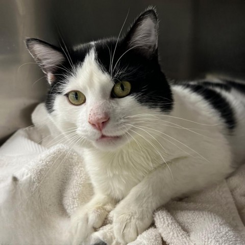 Cat for adoption - Skrillex, a Domestic Short Hair in Springfield, IL |  Petfinder