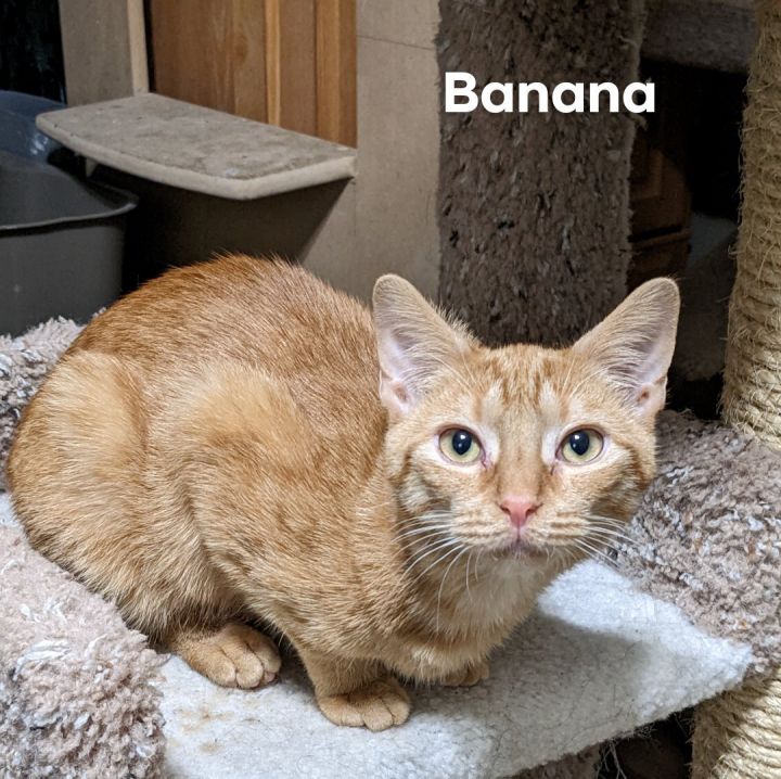 Basil and Banana , an adoptable Domestic Short Hair in Cincinnati, OH_image-1
